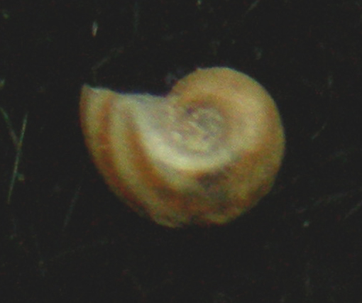 omalogyridae